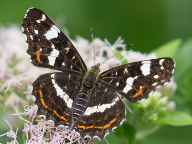 Fenolijn 2 september 2018