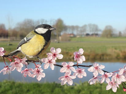 Cursus Vogelzang: koolmees