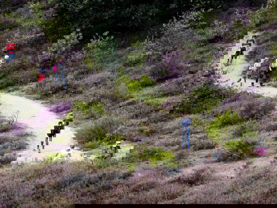 Veluwse boswachter zwaait af: ''de verstoring in het rustgebied ergerde mij het meest.''