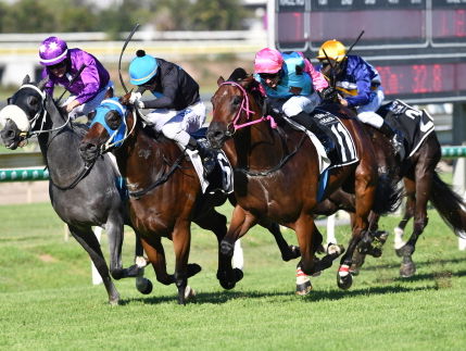 Willem Vermaat over de paardensport: ethisch of niet?