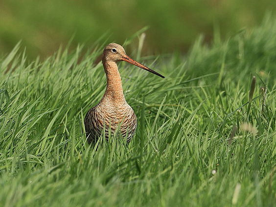 Grutto gaat ook naar school