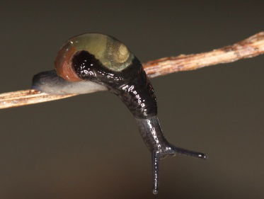 Slakkenparadijs van Nederland