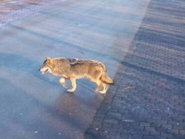 Wolf na lange tijd weer gezien in Friesland, wolvencongres in Brussel