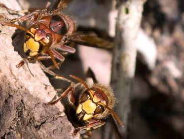 Hoornaar, de ultieme killerwesp, rukt op