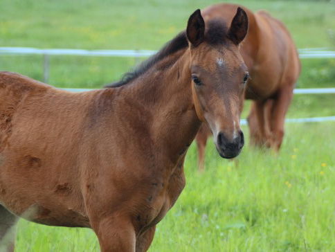 Redacteur Simone ervaart horseboarden