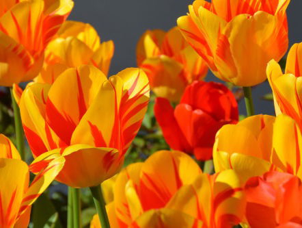 Op Nationale Tulpendag is tulpenplukken gratis!