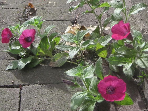 Stadsflora van de lage landen | Nominatie Jan Wolkers Prijs 2020