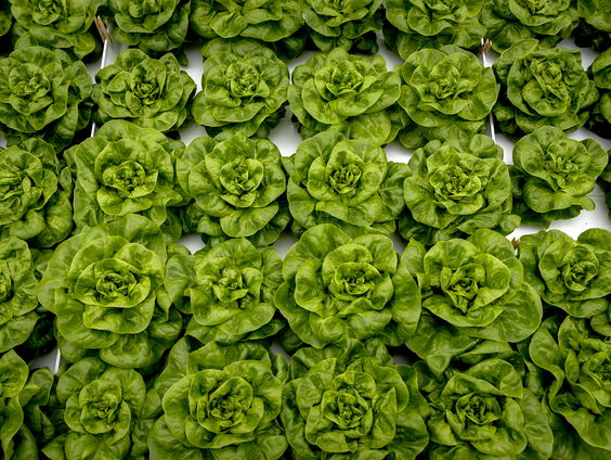 Een kijkje op een 'herenboerderij'