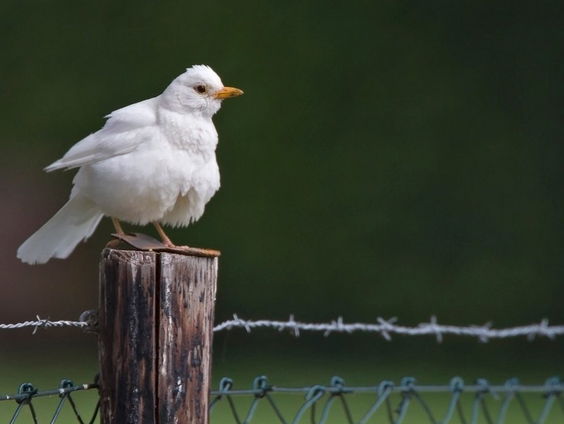 Witte merels, zwarte merels