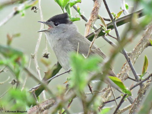 Vogelzangcursus: zwartkop