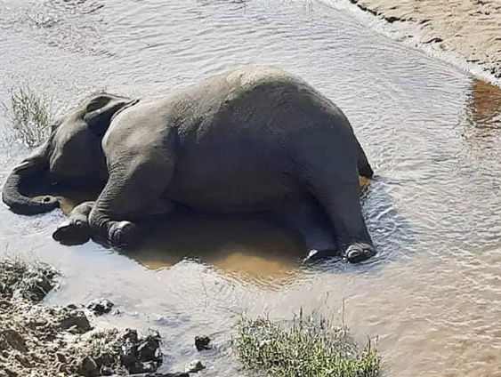 Mysterieuze olifantensterfte teistert Botswana
