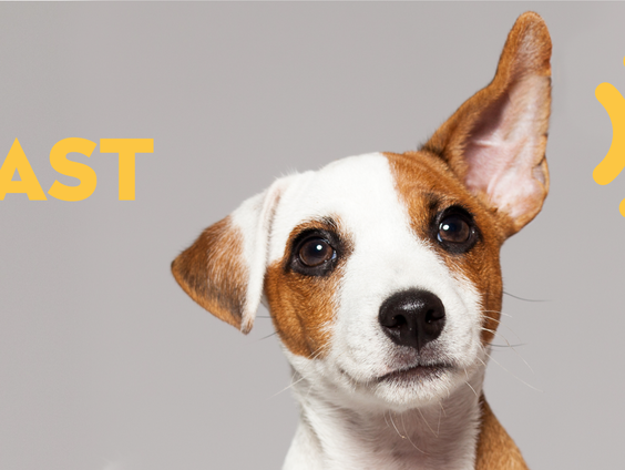 NTR Podcastprijs 2020: Een koud kunstje | Sheherezade