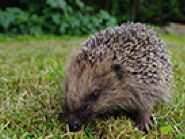Meer egels in de tuin