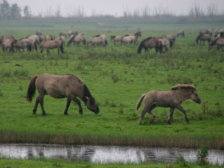 De Oostvaardersplassen: van minder grote grazers naar meer vogels