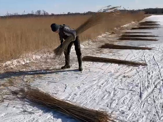 Nederlandse riettelers niet blij met subsidie op Chinees riet