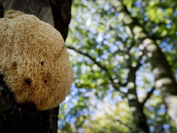 Een letterlijk voorproefje van de herfst!
