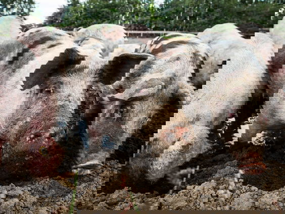 Veel minder varkensboeren stoppen met hun bedrijf dan verwacht