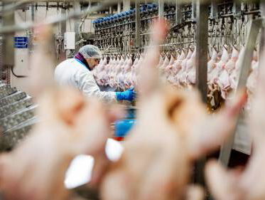 'Misstanden bij grootste Britse leverancier van kippenvlees'