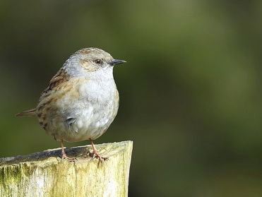 Cursus Vogelzang: heggenmus