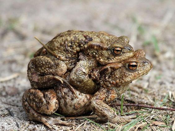 Werken de paddentunnels wel?