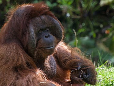 25 jaar onderzoek aan orang-oetans