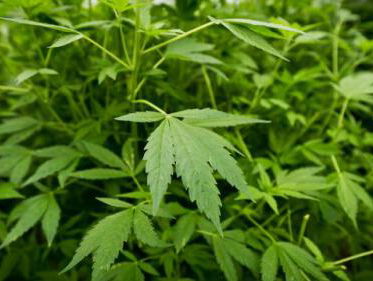 Stand.nl: Het kabinet moet het experiment met ‘staatswiet’ grootschalig aanpakken