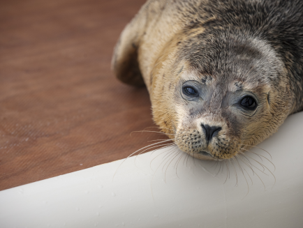 Standpunt.nl: Iedere zeehond moet gered worden