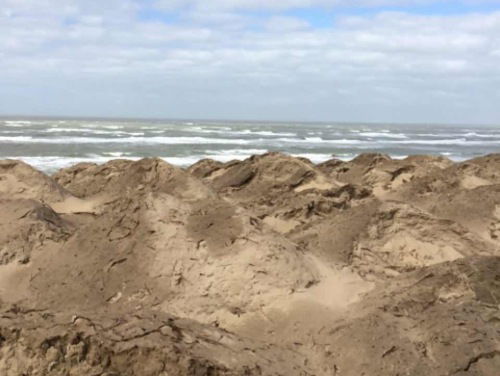 Stikstof fataal voor Nederlandse natuur: helpt het overlevingsplan?