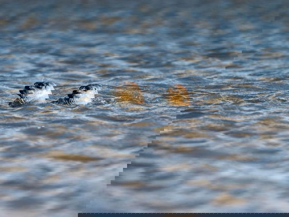 De Werelderfgoedstatus van de Waddenzee is in gevaar
