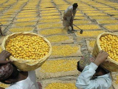 De Nederlandse aardappel verovert Pakistan