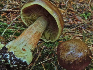 Drentse paddenstoel gered