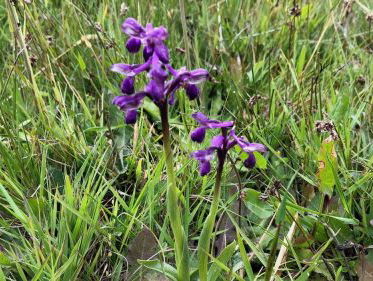 Harlekijn terug in Drenthe