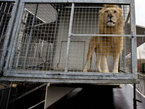 De leeuw en cheeta worden illegale huisdieren in Emiraten