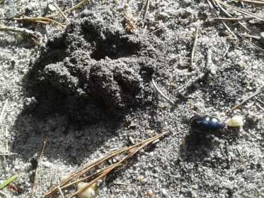 Diersporen in de herfst: mestkevers