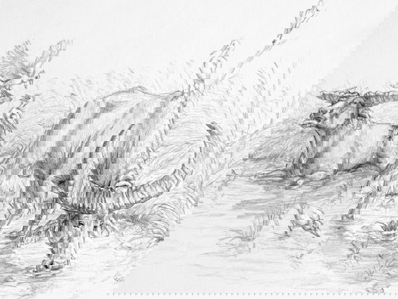 Waterbuffels langs de oevers van de Oude IJssel?!