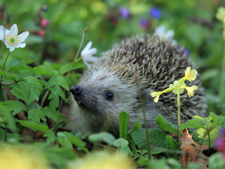 Het Allermooiste - Een ode aan de lente