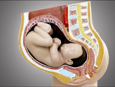Pleidooi voor zwangerschapsverbod