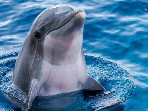 Dolfijn duikt op in Harlingen