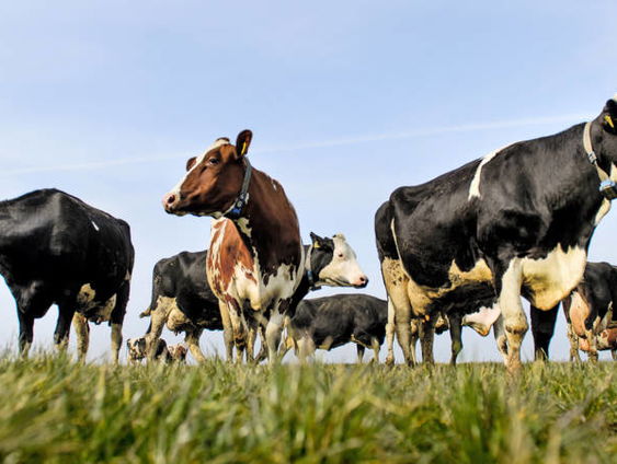 Hoe nu verder in de melkveehouderij?