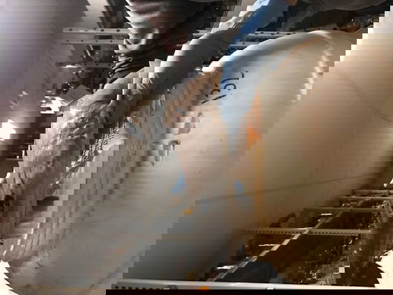 Gevlekte gladde haai straks overal in de Noordzee?