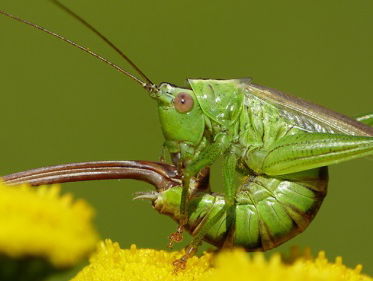 Sprinkhanen luisteren in de zomer