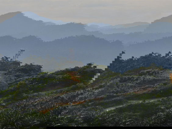 De strijd tegen ontbossing in Indonesiƫ