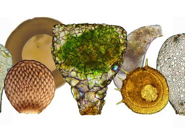 De intrigerende wereld van de amoebe