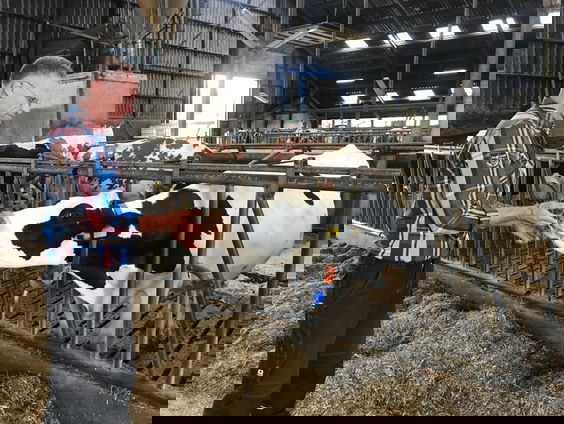 Boeren niet blij met verplichten eiwit-armdieet voor vee