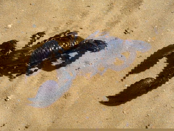 De geheimen van gif in het dierenrijk