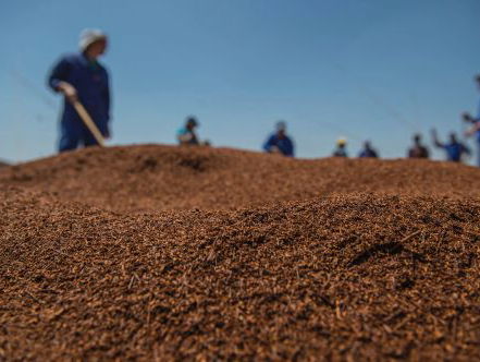 Tekort aan populaire rooibos dreigt door mislukken oogst