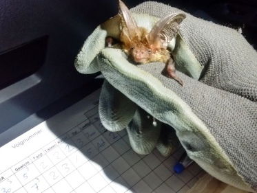 Waar is de baardvleermuis?