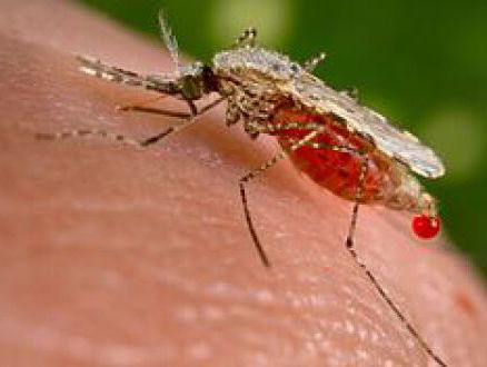 Komt het Zika-virus naar Nederland nu het steeds warmer wordt?
