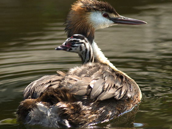 'De fuut' van Han Vlug