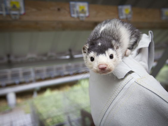 Met corona besmette nertsenfokkerijen worden geruimd